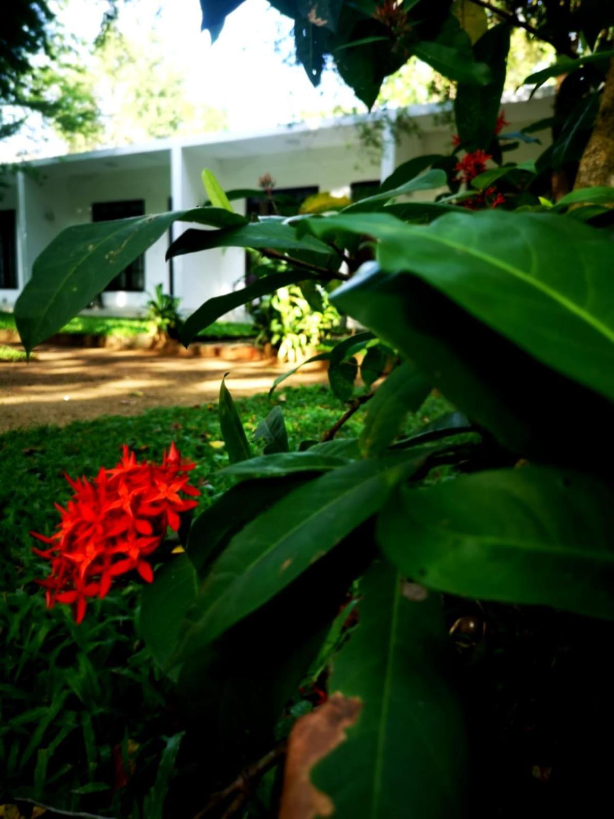 Hotel Bird Paradise Sigiriya Dış mekan fotoğraf